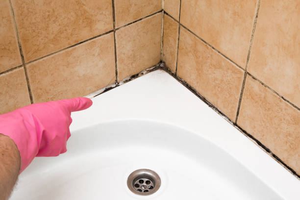 Mold Removal Process in Leesburg, GA